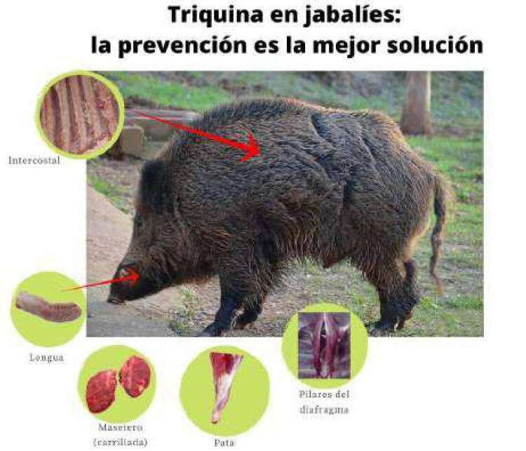 Triquinosis, cuidados esenciales 