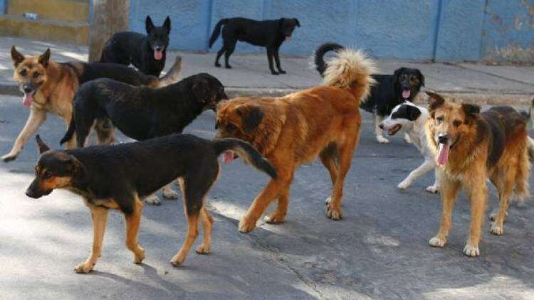 CUIDADO perros sueltos