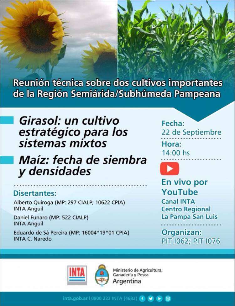INTA organiza una reunión técnica sobre el girasol  y el maíz