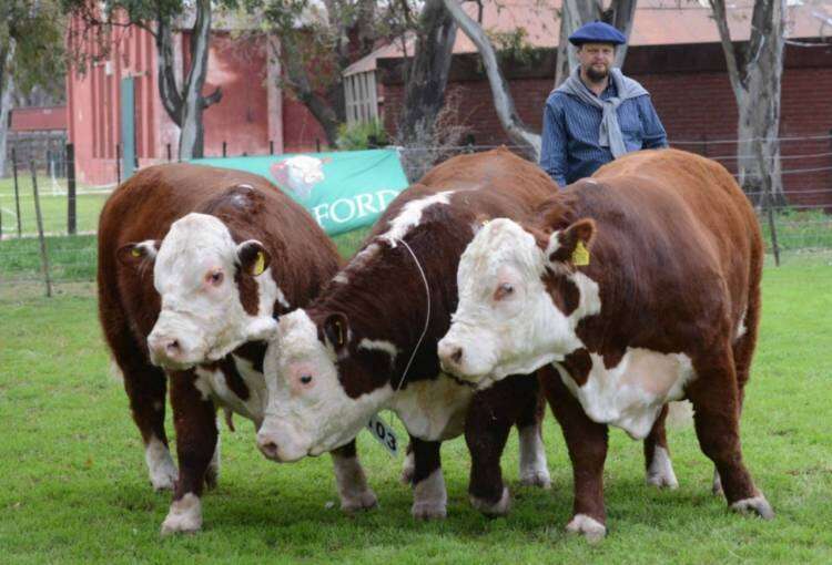 En Bordeu, el premio mayor de la raza Hereford se fue para Espartillar