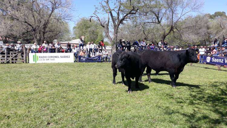 Cabaña El Aguacero obtuvo el Gran Campeón Reservado macho puro controlado individual