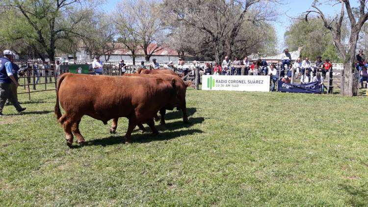 La Bellaca obtuvo el Gran Campeón Hembra PP y Gran Campeón Macho PP