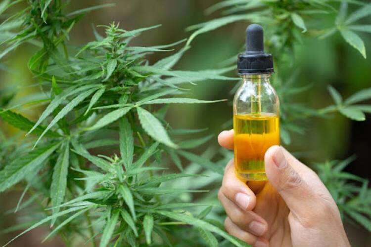 La Corte Suprema decidió que obras sociales deben cubrir el tratamiento con cannabis