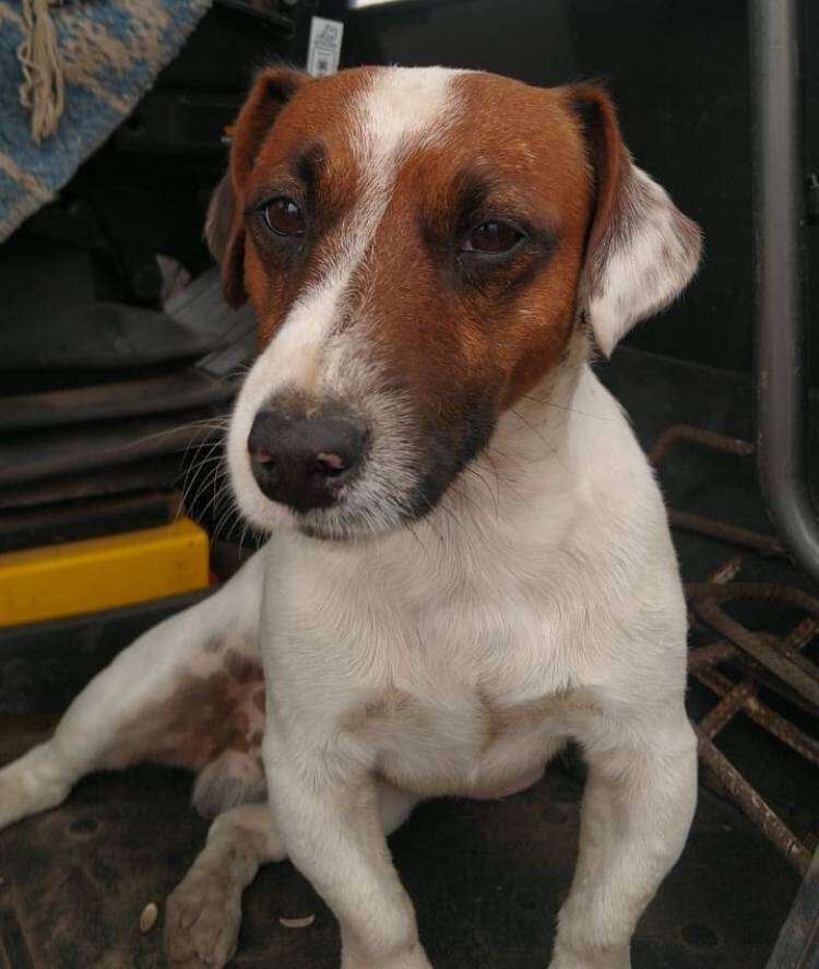 Se extravió una mascota