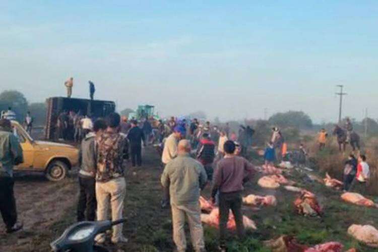 Un camión con 50 vacas volcó en Santa Fe y los vecinos las faenaron a todas