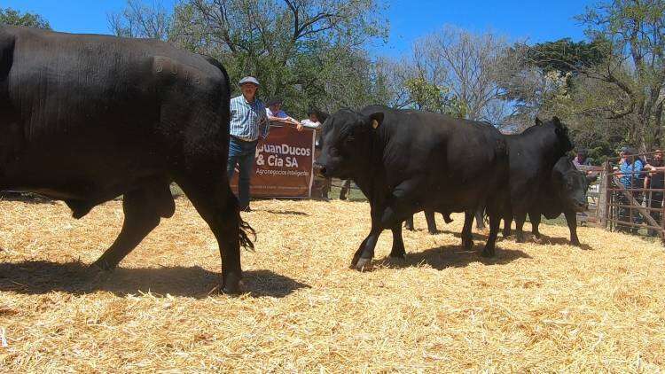 Imágenes de las ventas en el remate de la 103º Exposición Rural de Coronel Suárez