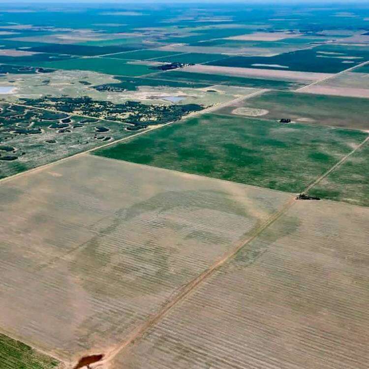Una propuesta que se viralizó: productores siembran la cara de Messi en campos de maíz 