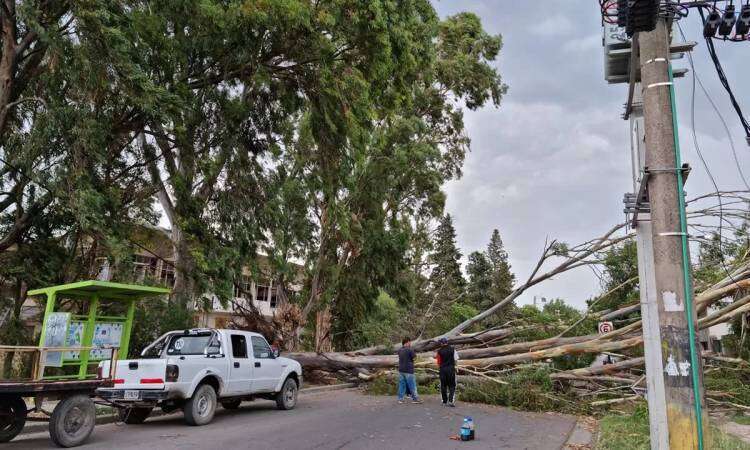 El temporal de viento derribó árboles y ramas en varios sectores de Bahía Blanca