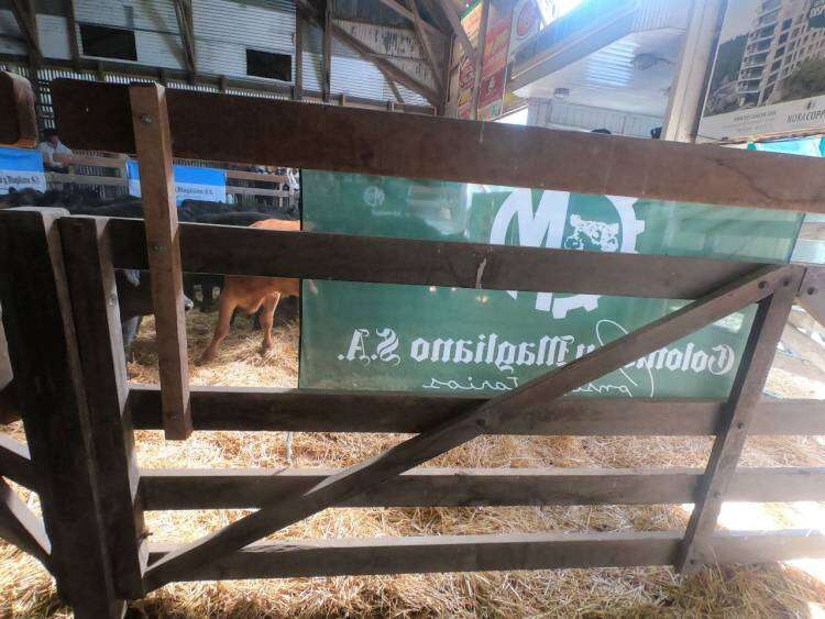 Exitoso remate de Colombo y Magliano con 1.600 cabezas
