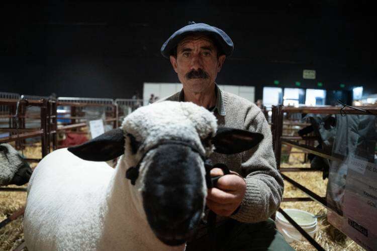 Después de casi medio siglo vuelve la genética inglesa Hampshire Down a la Expo Rural