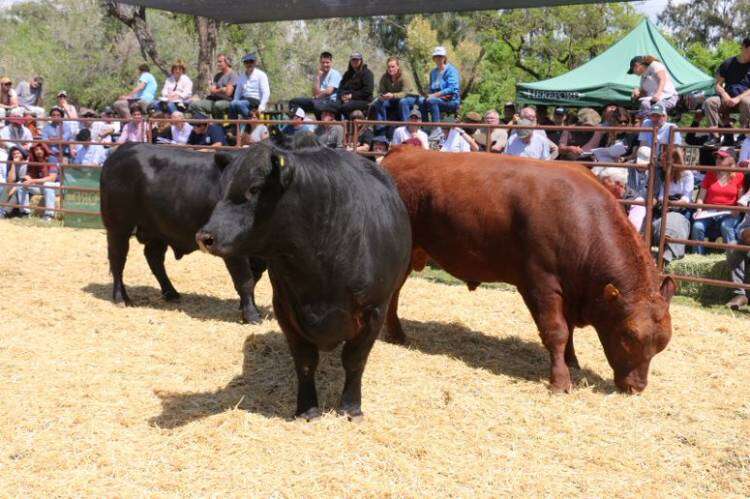 Valores del remate de la Exposición Rural 2023