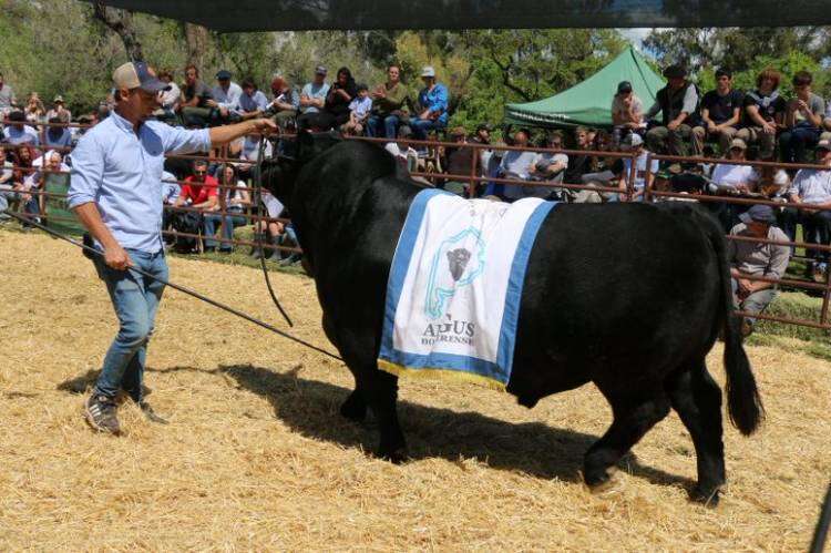 Valores del remate de la Exposición Rural 2023