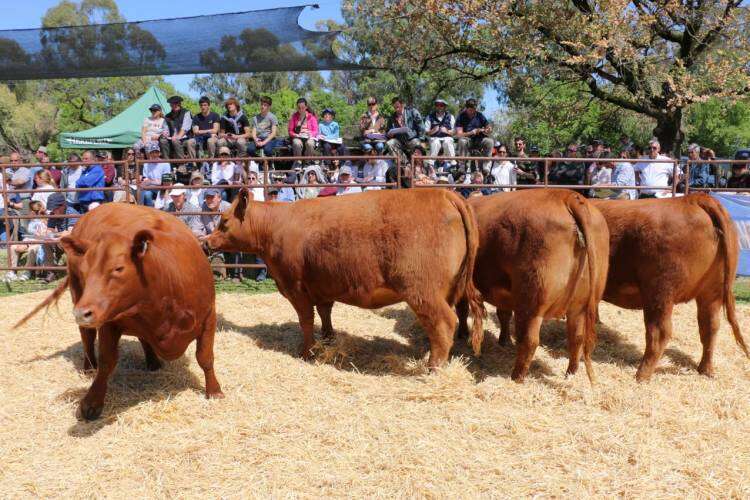 Valores del remate de la Exposición Rural 2023
