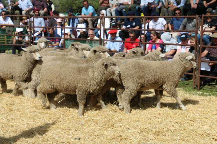 Valores del remate de la Exposición Rural 2023