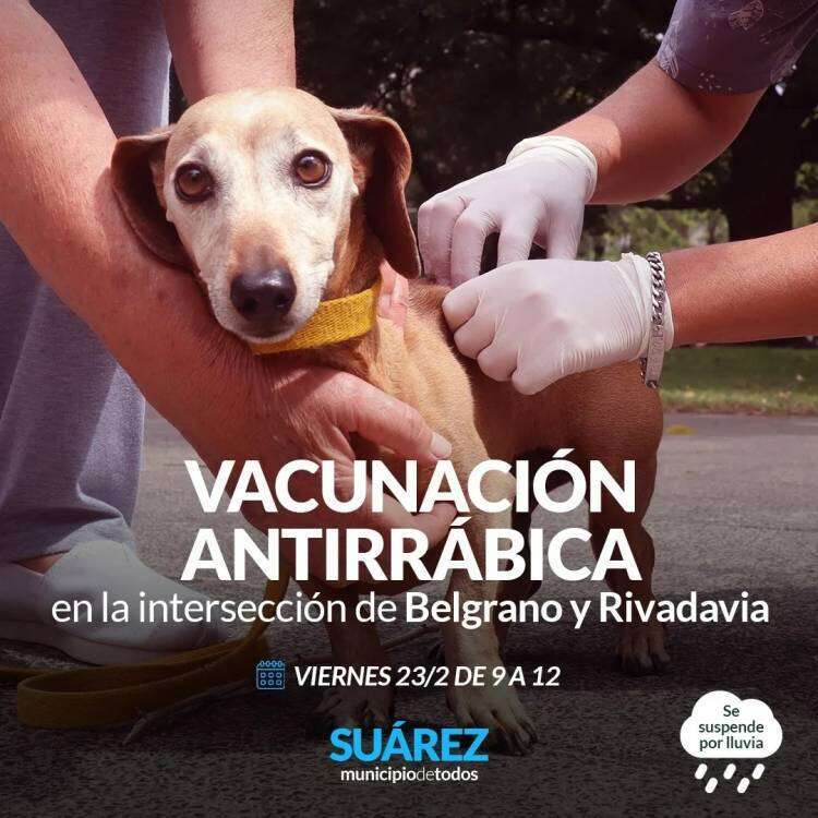 Campaña de vacunación antirrábica en el centro de la ciudad