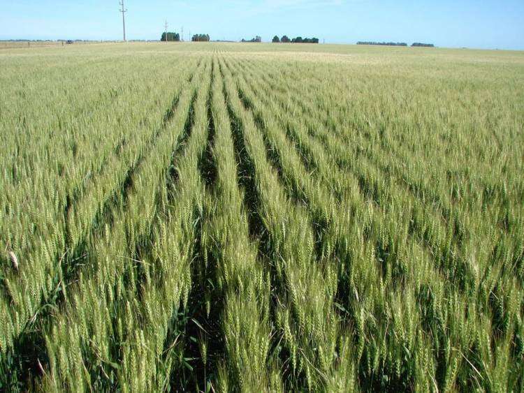 Búsqueda de arrendamiento de campo o para siembra de fina
