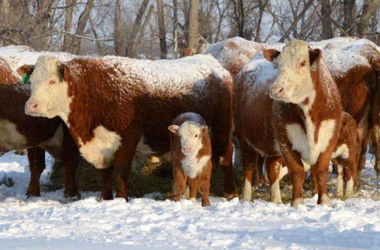 Productores advierten que las nevadas ponen en riesgo a sus animales en el sur del país