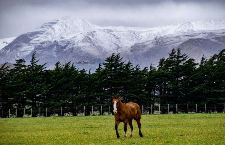 Belleza natural.  Éste jueves nevó en la Comarca Serrana 
