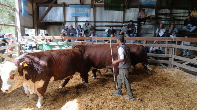 Remate a martillo corrido de la 105° Exposición Rural: las ventas superaron los 314 millones de pesos
