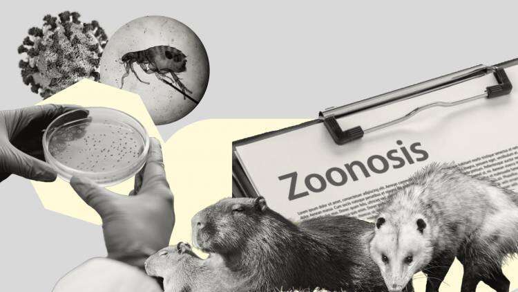 "Coronel Suárez es uno de los lugares con más sospecha de leptospirosis"