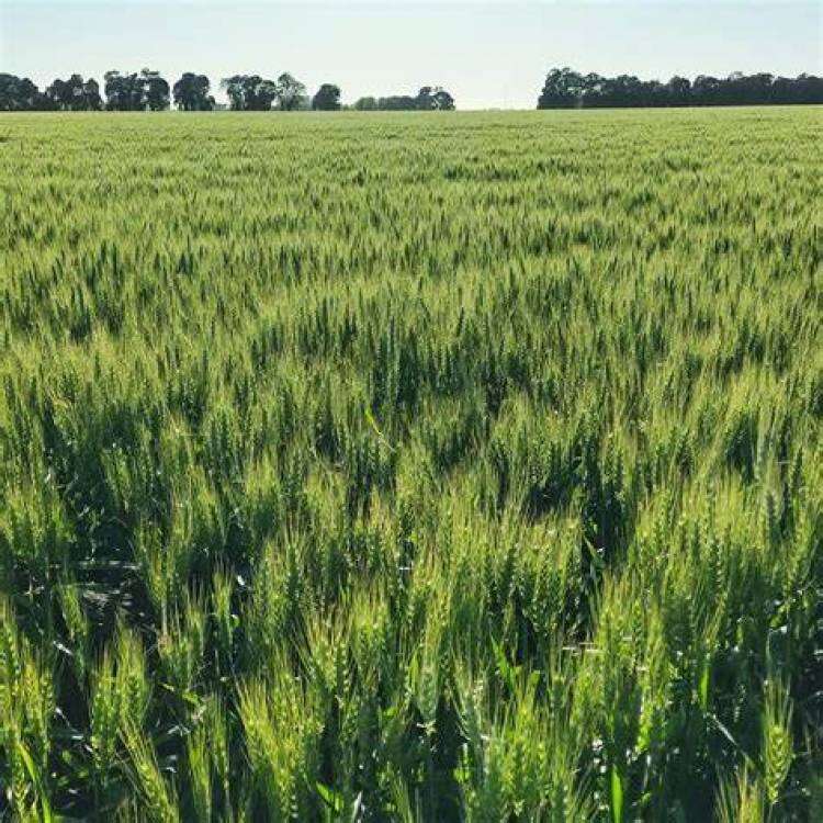 DONMARIOMÁS TRIGO 2024: Claves para llevar la productividad al próximo nivel