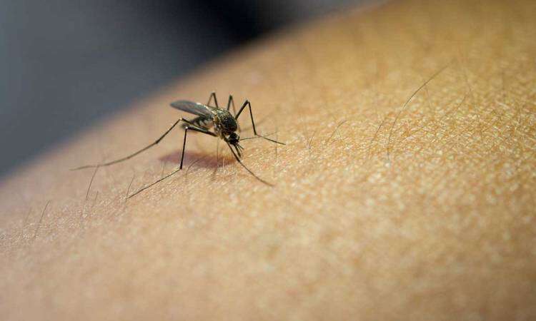 Vacunación contra el dengue se amplía a toda la provincia: cómo llegarán los turnos