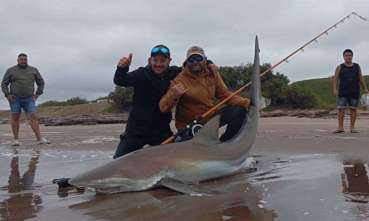 Asombro en Claromecó por la pesca de un tiburón de 90 kilos