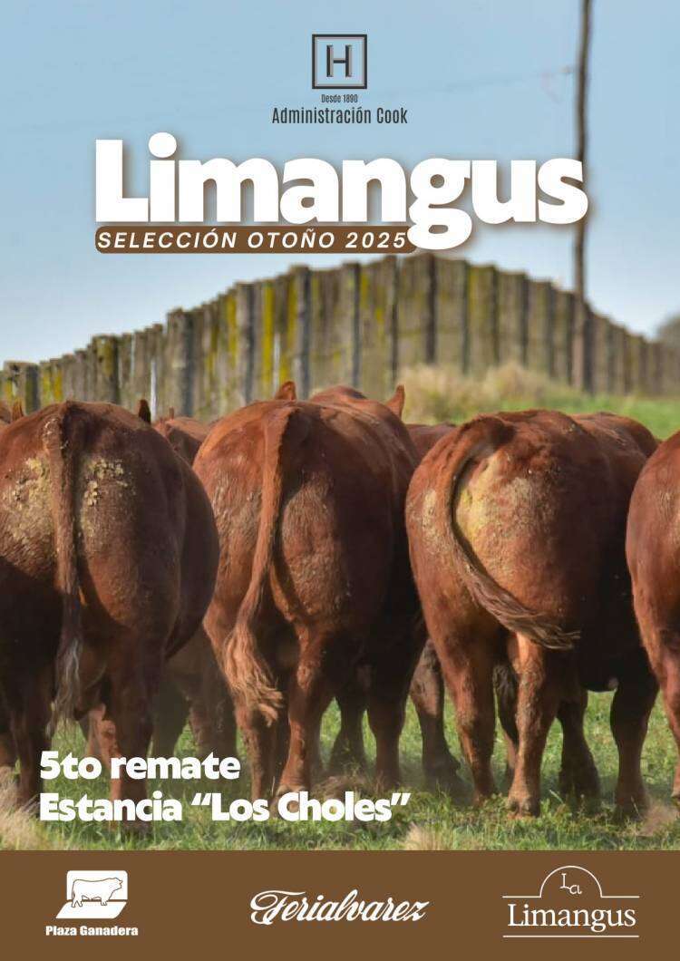 Lucas Cook: "LIMANGUS tiene un muy buen rendimiento al corte... y precios máximos..."