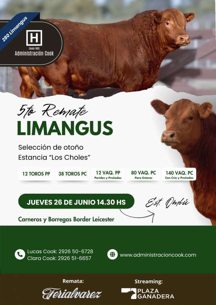 Lucas Cook: "LIMANGUS tiene un muy buen rendimiento al corte... y precios máximos..."