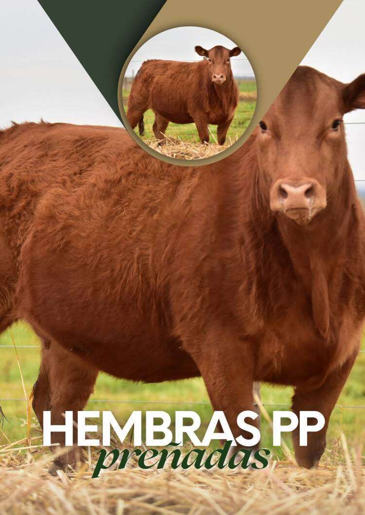 Lucas Cook: "LIMANGUS tiene un muy buen rendimiento al corte... y precios máximos..."