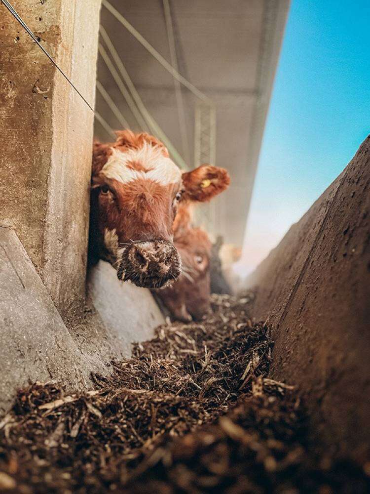 Agro de Souza es finalista del premio a la Excelencia Agropecuaria 2025