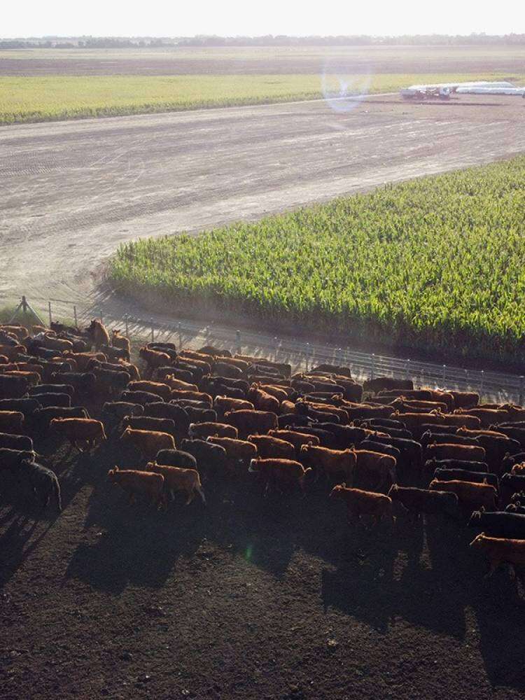 Agro de Souza es finalista del premio a la Excelencia Agropecuaria 2025