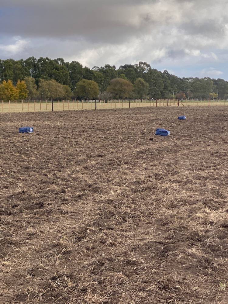 Se inauguró la pista de paleteada en la Sociedad Rural de Coronel Suárez.