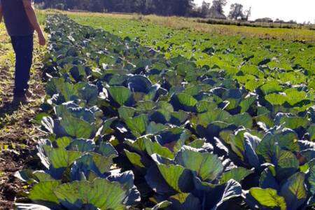 Ordenanza de Aplicación de Agroquímicos: se trabaja con productores de hortalizas sobre los alcances de la normativa