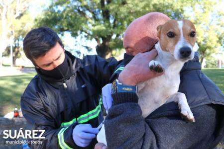 Caso sospechoso de rabia en humanos: los análisis habrían dado negativo