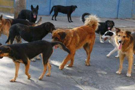 CUIDADO perros sueltos