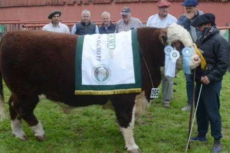 En Bordeu, el premio mayor de la raza Hereford se fue para Espartillar
