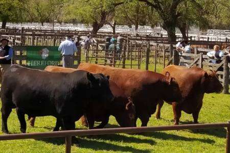102º Exposición de Ganadería: el mayor precio se logró por un Angus puro controlado