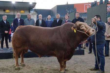 Llegó el primer animal a la Exposición Rural 2022: Nicanor, un toro campeón del mundo de la raza Limousin