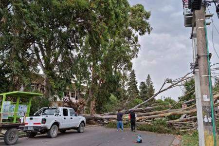 El temporal de viento derribó árboles y ramas en varios sectores de Bahía Blanca