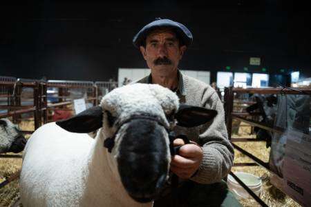 Después de casi medio siglo vuelve la genética inglesa Hampshire Down a la Expo Rural