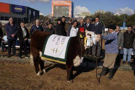 Con un jurado internacional, Hereford consagró las mejores hembras