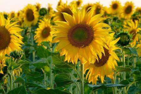 En tiempos de recuperación de precios en el aceite, el girasol vuelve al norte para ser otra vez el aliado de los productores