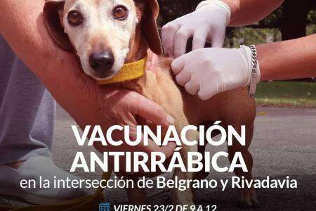 Campaña de vacunación antirrábica en el centro de la ciudad