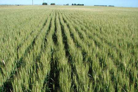 Búsqueda de arrendamiento de campo o para siembra de fina