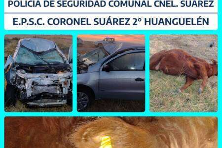 Casi una tragedia: una mujer embistió dos novillos en ruta 85