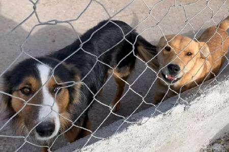 Colegio de Veterinarios provincial advierte sobre el abandono de mascotas en verano