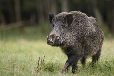 Autorizan la caza de jabalí en la provincia: "Especie exótica invasora"