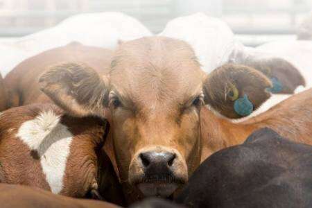 Se busca Operario de Mixer para Feedlot