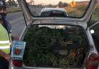 Un policía uniformado llevaba 8 kilos de plantas de marihuana en un auto